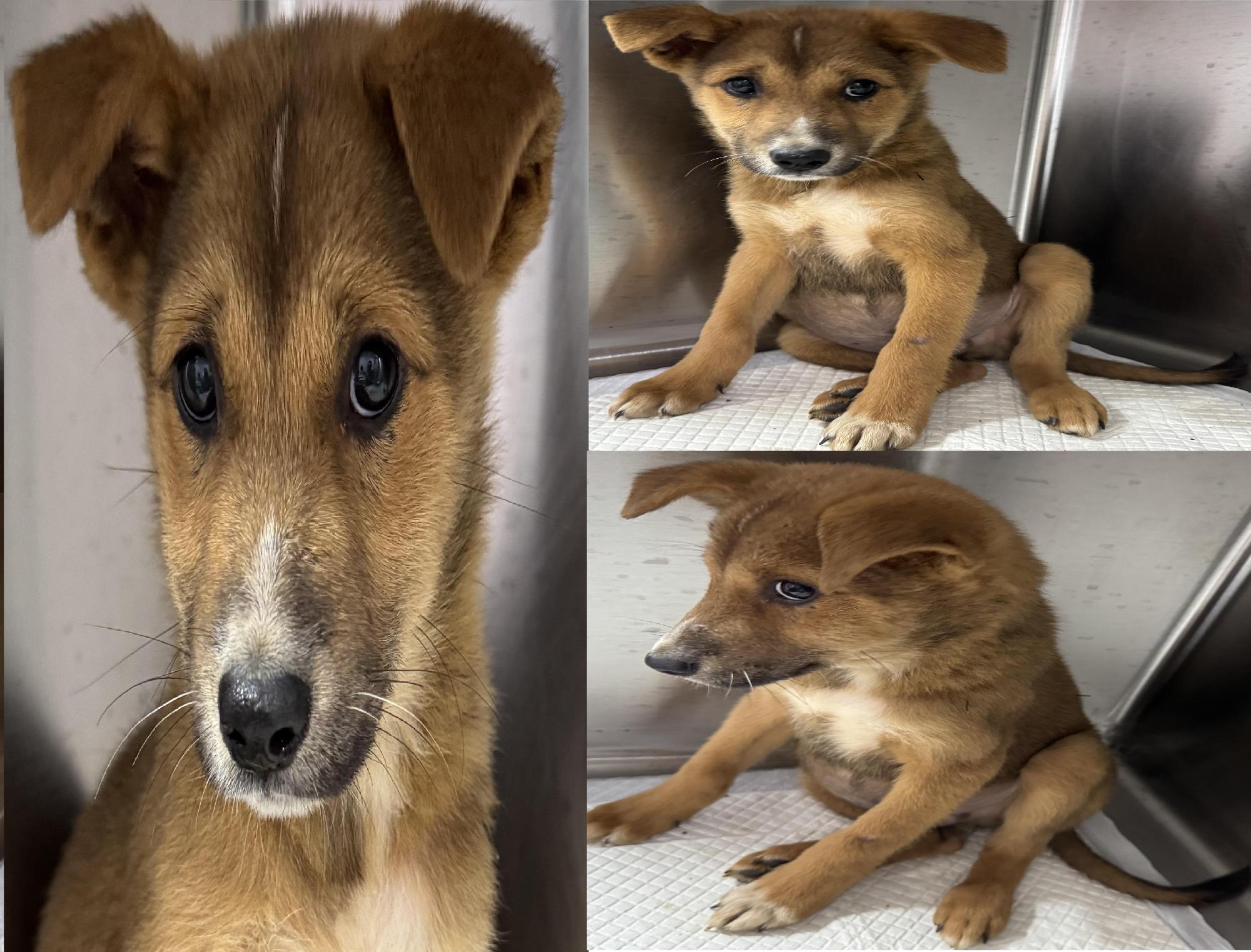 서산시 동물보호센터_444453202501258